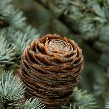 A legkisebbektől a legnagyobbig – utazás a tobozok körül