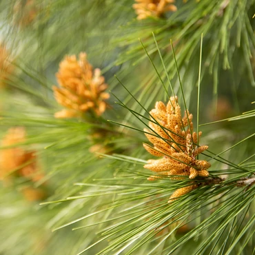 Minden hónapra egy növény