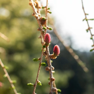 Tavaszi pompa a Folly Arborétumban