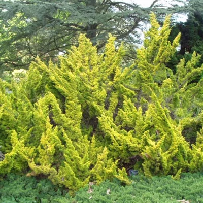 Juniperus chinensis 'Plumosa Aurea' - Kínai boróka