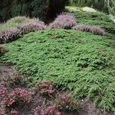 Juniperus communis 'Green Carpet' - Zöld kúszóboróka