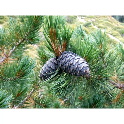 Pinus cembra - Cirbolyafenyő