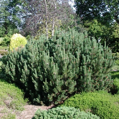 Pinus mugo var. pumilio - Havasi törpefenyő