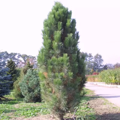 Pinus nigra 'Pyramidalis' - Oszlopos feketefenyő