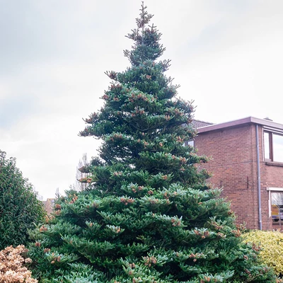 Abies koreana - Koreai jegenyefenyő