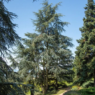 Cedrus atlantica - Atlaszcédrus