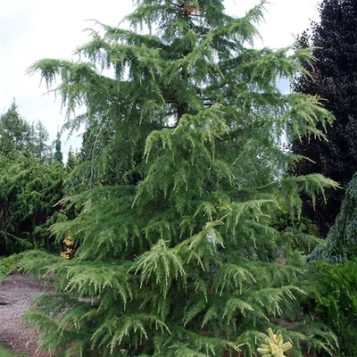 Cedrus deodara 'Albospica' - Himalájai cédrus