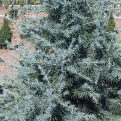 Cedrus deodara 'Verticillata Glauca' - Himalájai cédrus