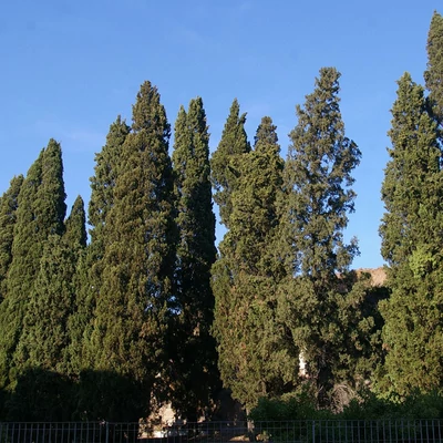 Cupressus sempervirens - Európai ciprus