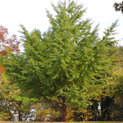 Ginkgo biloba - Páfrányfenyő