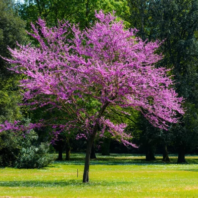 Cercis siliquastrum - Közönséges júdásfa