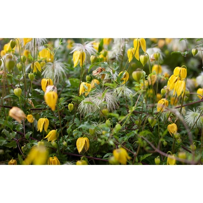 Clematis tangutica - Mongol iszalag