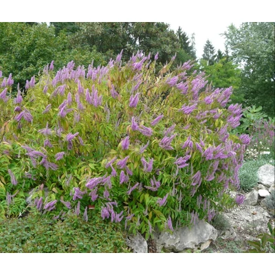 Elsholtzia stauntonii - Kései szálkamenta