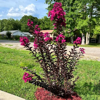 Lagerstroemia 'Mystic Magenta' - Selyemmirtusz