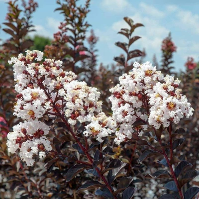 Lagerstroemia 'Blush' - Selyemmirtusz