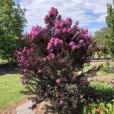 Lagerstroemia 'Lavander Lace' - Selyemmirtusz