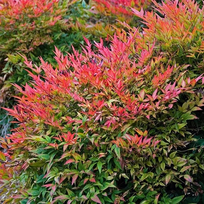 Nandina domestica 'Gulf Stream' - Japán szentfa