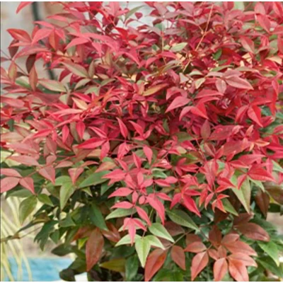 Nandina domestica 'Summer Sunset' - Japán szentfa