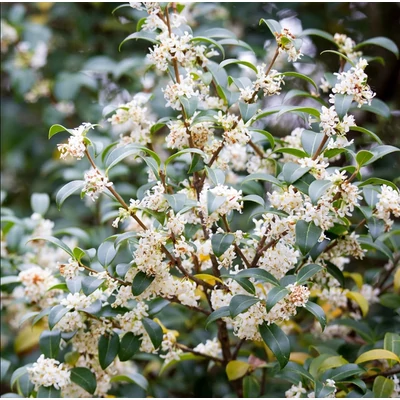 Osmanthus × burkwoodii - Burkwood-illatcserje