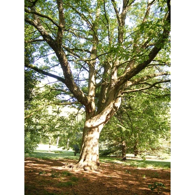 Ostrya carpinifolia - Komlógyertyán