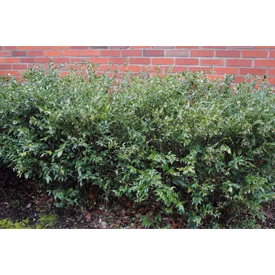 Sarcococca confusa - Bogyóspuszpáng