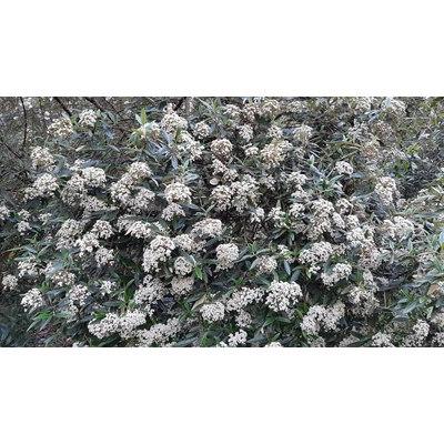 Viburnum 'Pragense' - Prágai bangita