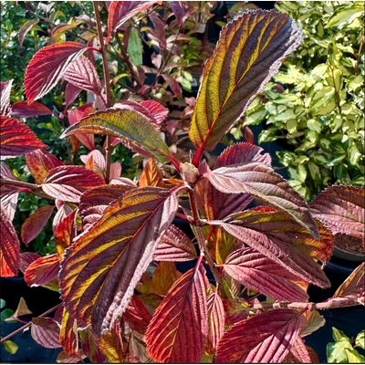 Viburnum x bodnantense 'Dawn' - Kikeleti bangita