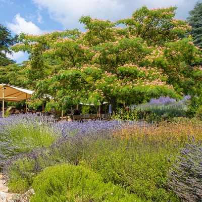 Albizia julibrissin - Perzsa selyemakác
