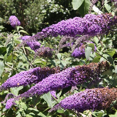 Buddleia davidii - Nyáriorgona