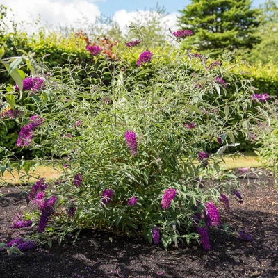 Buddleja davidii 'Nanho Purple' - Nyáriorgona