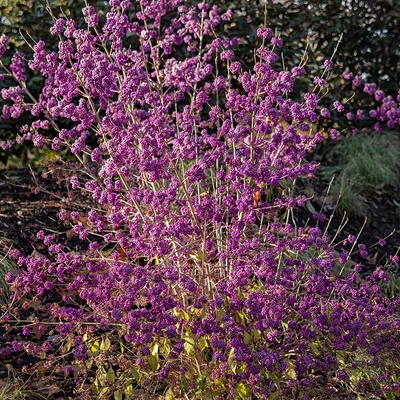 Callicarpa bodinieri var. giraldii 'Profusion' - Kínai lilabogyó