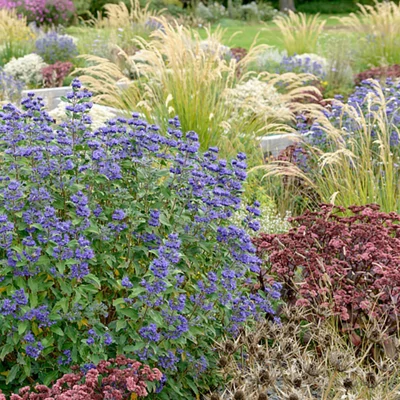 Caryopteris x clandonensis 'Grand Bleu'® - Kékszakáll