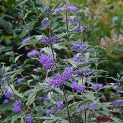 Caryopteris x clandonensis 'Heavenly Blue' - Kékszakáll