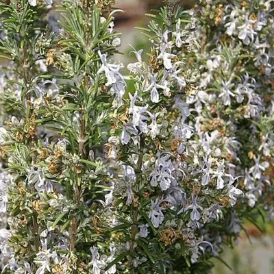 Rosmarinus officinalis 'Miss Jessopp's Upright' - Rozmaring