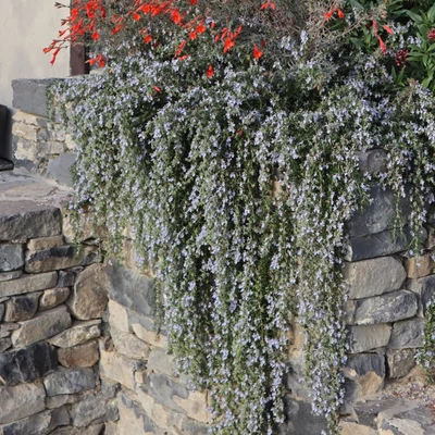 Rosmarinus officinalis 'Prostratus' - Csüngő rozmaring