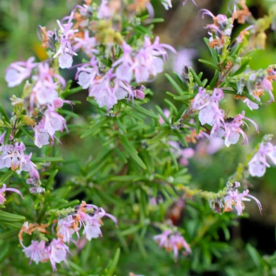 Rosmarinus officinalis 'Upright Pink' - Rozmaring
