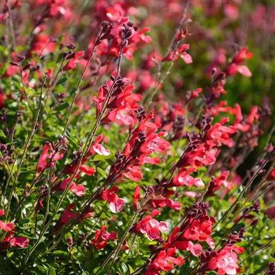 Salvia × jamensis  'Arctic Blaze Red'® - Őszi zsálya