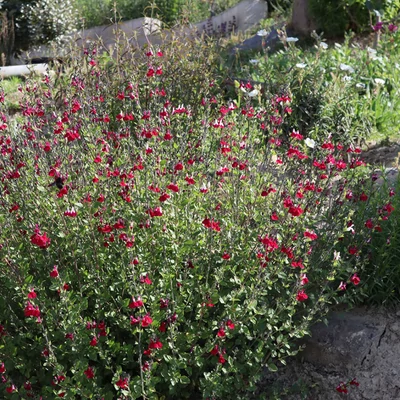 Salvia × jamensis 'Cherry Lips'® - Őszi zsálya