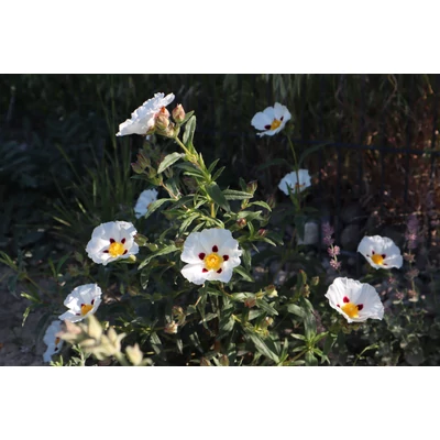Cistus x dansereaui 'Jenkyn Place' - Bodorrózsa