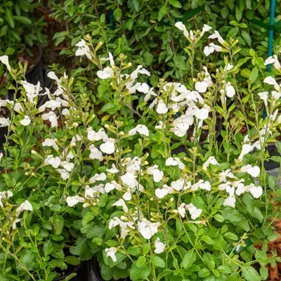 Salvia × jamensis 'Gletsjer' - Őszi zsálya