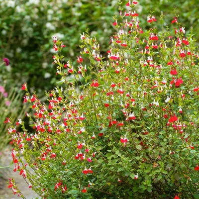 Salvia × jamensis 'Hot Lips' / Őszi zsálya