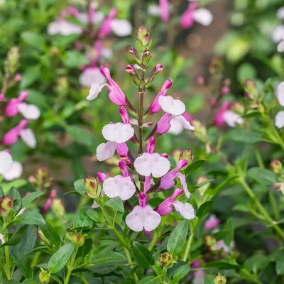 Salvia × jamensis 'Joy' - Őszi zsálya