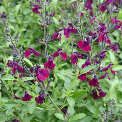 Salvia × jamensis 'Nachtvlinder' - Őszi zsálya