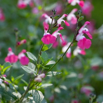 Salvia × jamensis 'Pink Lips'® - Őszi zsálya
