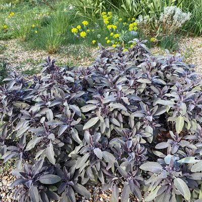 Salvia officinalis 'Purpurascens' - Orvosi zsálya