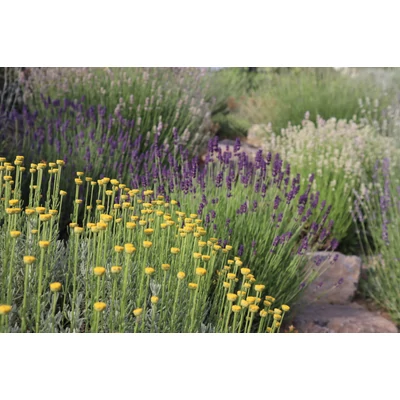 Santolina chamaecyparissus 'Lambrook Silver' - Hamvas cipruska