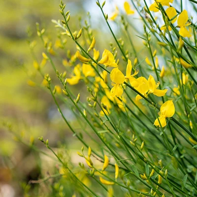 Spartium junceum - Jeneszter