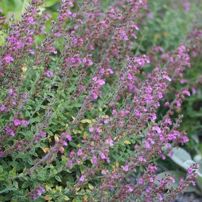 Teucrium × lucidrys - Fényeslevelű gamandor