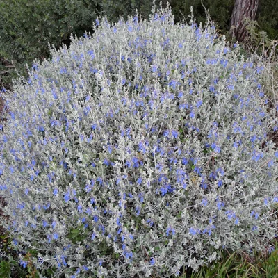 Teucrium fruticans - Cserjés gamandor