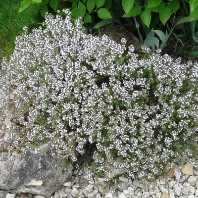 Thymus vulgaris 'Compactus' - Kerti kakukkfű